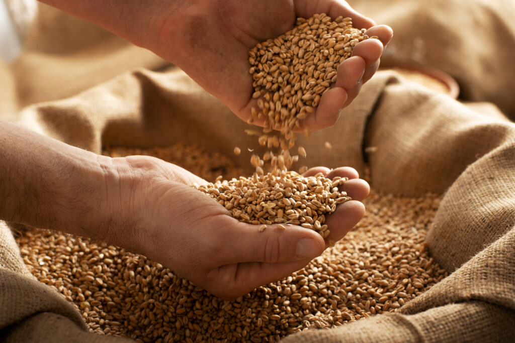 Industries 17 Clayton Industries – Advanced Steam Boiler Technology caucasian male showing wheat grains in his hands o 2023 11 27 05 19 19 utc Clayton Industries – Advanced Steam Boiler Technology